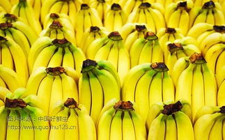 广西和云南的香蕉到几月份会成熟 