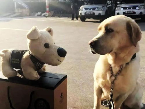 上海 网红 警犬正式退休 服役10年,每天检查几十个箱包
