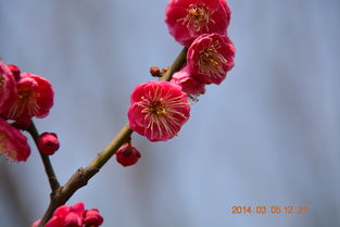 鲜花拍照窗子怎么弄好看，梅花怎么拍摄更好看(怎样拍出梅花意境)