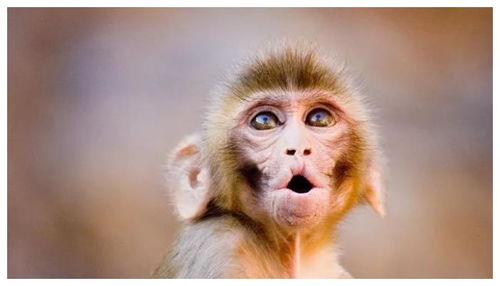 生肖猴 猴猴猴猴 出生在这两个月份,命运最好 你家有么