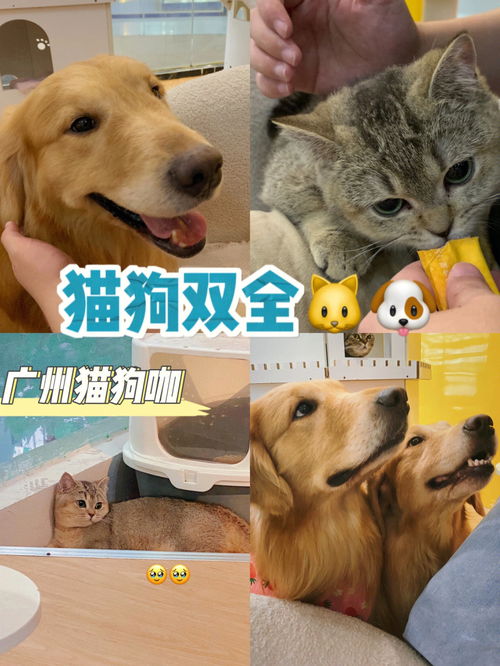 猫狗双全体验卡 广州猫咖狗咖R 