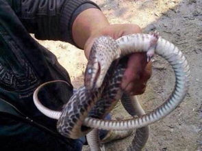 这个是什么蛇 