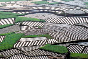 贵州地膜农田构成美丽图画 