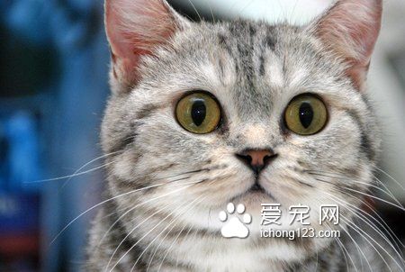 猫咪有泪痕怎么办 热毛巾擦一下眼睛周围