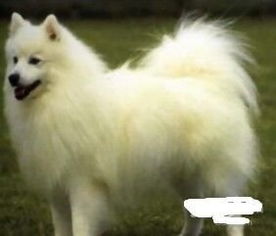 纯种尖嘴银狐犬,雪白可爱的小型犬好养好温顺