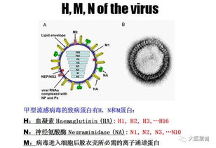 流感**如何传染给大人？