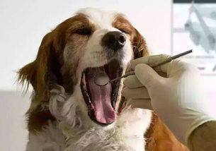 狗狗蛀牙看似轻微却暗藏隐患 鼻窦炎 脑膜炎等问题不容小视
