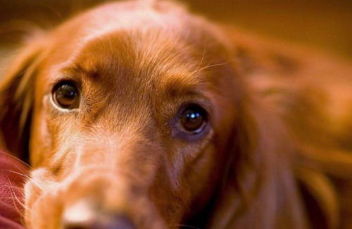 狗的眼睛和人的眼睛有多不同 其实它们的眼睛,天生就有缺陷