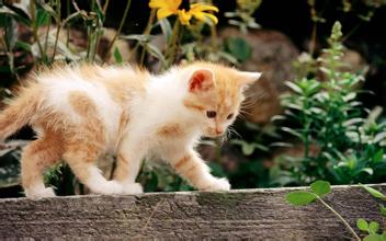 白底黄斑猫,就农村最常见的家猫,学名叫什么 