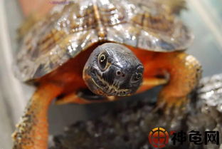 龟趣 木雕水龟 被誉为智商高的 美国金钱龟 