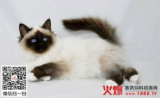 伯曼猫好养吗,伯曼猫怎么养