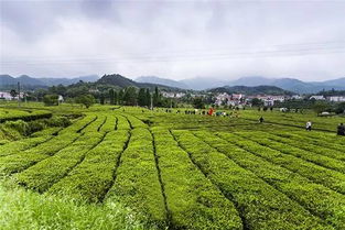 采茶季节。如何拍好绿色茶园(拍摄茶叶技巧)