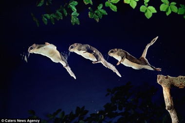 日本飞鼠跳跃45米精彩瞬间 身体展开似滑翔机 