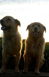 黑金毛犬和黑拉布拉多配种 