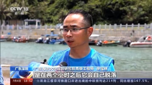 广东深圳 大鹏湾海域连续多日发现布氏鲸