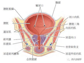 泌尿系统 膀胱