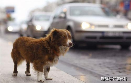 狗狗老是追电动车叫怎么办