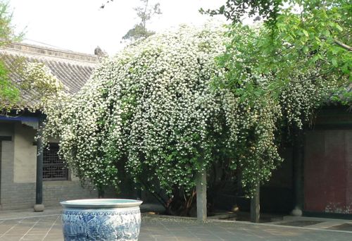 养藤本花卉选它,庭院种一棵,好看又好活,闻着比桂花香