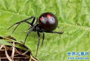 因吃掉配偶而被称为黑寡妇蜘蛛,毒性高达响尾蛇的十倍 2 