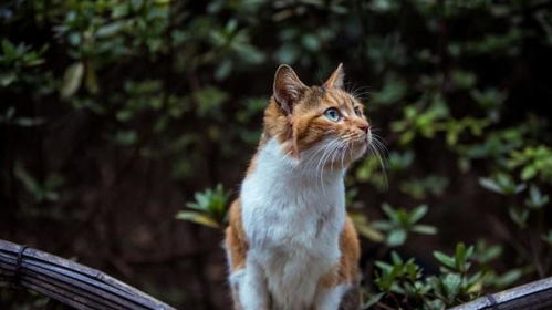 流浪猫绝育以后,又给放生了,为什么不找人领养