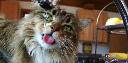 猫咪每天正常的饮水量是多少 猫咪异常喝水可能是疾病征兆 