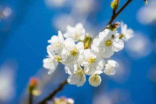 关于白色樱花的诗句