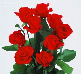 九朵玫瑰花代表什么意思,情人节送多少朵玫瑰花?