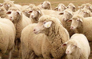羊寄生虫病的综合防制措施