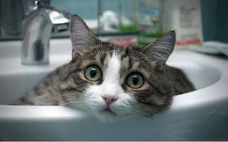 猫咪脱水不可小视,严重了一天致命 这些知识你需知道 