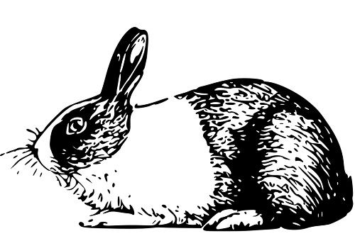 兔子能活几年,兔子能活几年按照人的寿命