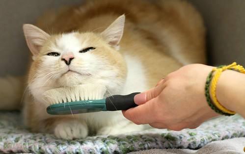给猫咪梳毛的正确方法(给猫咪梳毛的正确方法图片)