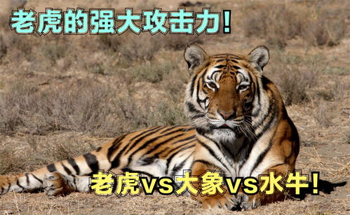 动物世界 老虎的强大攻击力,老虎攻击大象,狮子豹与水牛 