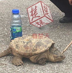 老汉菜地捡到大龟 靠谱专家建议直接吃掉