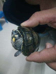 这是什么品种的水龟 