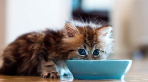 刚养了一只两个月的橘猫,吃猫粮吃的很少怎么办