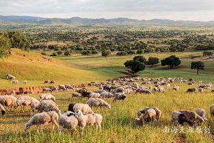 夏日的克什克腾旗系列一 高岗上,那漫山遍野的羊群