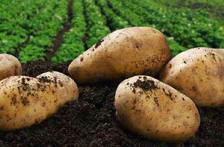 马铃薯什么时候栽种合适栽种时间和管理,长江下游秋季马铃薯什么时间种植
