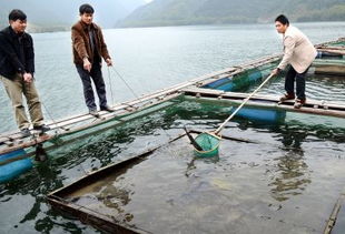 刺鲃网箱养殖方法探索