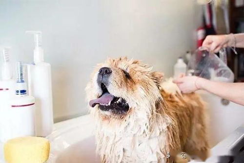 打算在夏天给狗狗洗澡降温 这些事情真的要注意