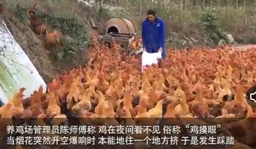 246只土鸡疑因村民放烟花被吓死,养鸡场索赔部分损失遭拒