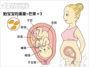 怀孕22周的胎儿发育