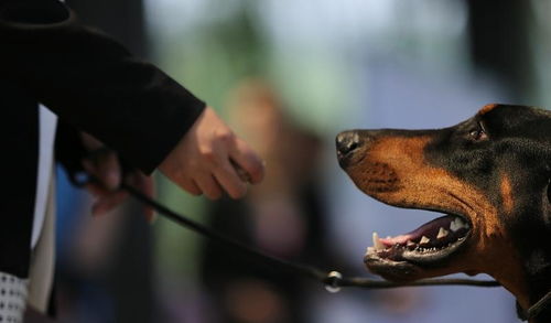 杜宾犬被认为是最不友善的狗狗之一,那为什么养的人还越来越多