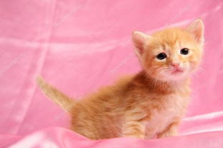 有个粉红色的卡通猫咪叫什么名字 