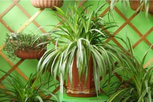 家居旺运风水植物有哪些,养什么样的植物好,仿真绿植可以养吗