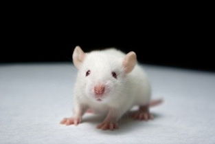 一只实验室小白鼠的自白 
