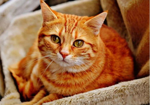 养猫品种推荐 猫界最热门的 6种宠物猫