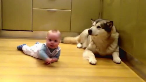大狗狗和小宝宝 