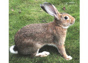 比利时兔价格 比利时兔怎么养 比利时兔产地 家居百科 