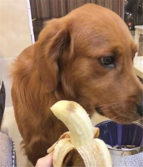 狗狗吃香蕉好处很多,能防便秘,主人喂食要注意2个方面 