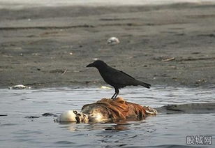 印度恒河浮尸 当地人竟然喝恒河水与死尸共浴